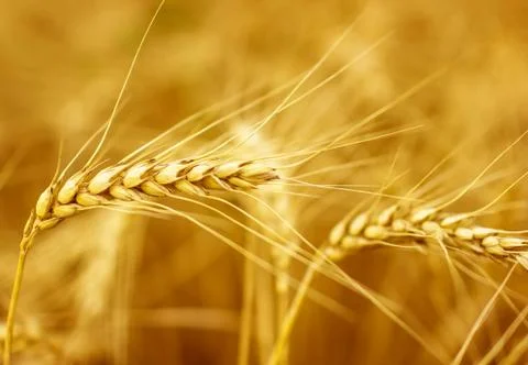 Wheat Stock Photos