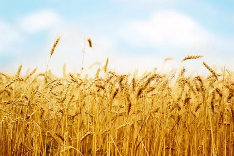 Wheat Stock Photos