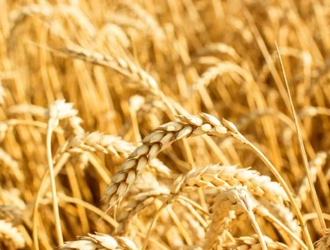 Wheat Stock Photos