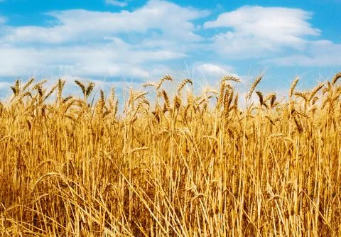 Wheat Stock Photos