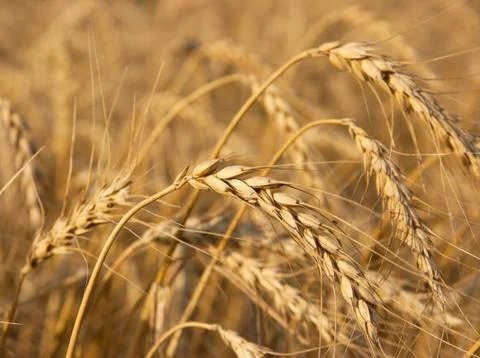 Wheat Stock Photos