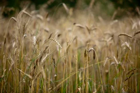 Wheat Stock Photos