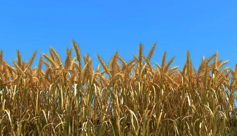 Wheat Stock Photos