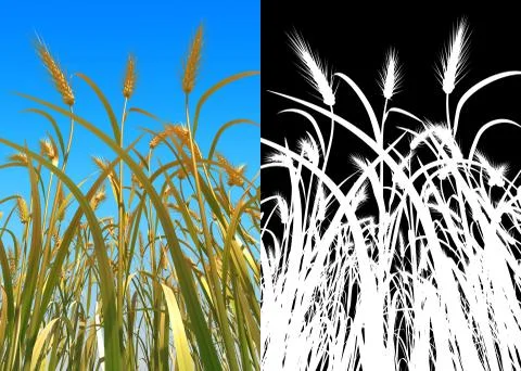 Wheat Stock Photos
