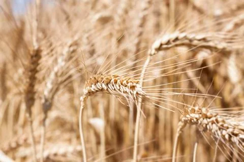 Wheat Stock Photos