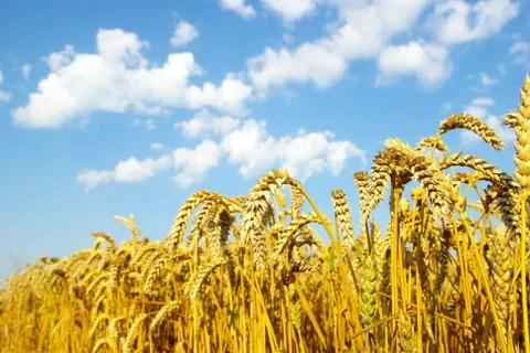 Wheat Stock Photos