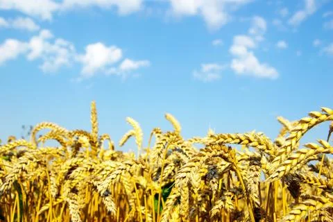 Wheat Stock Photos