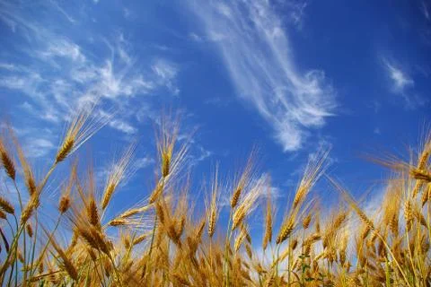 Wheat Stock-Fotos