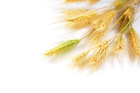 Wheat Stock Photos