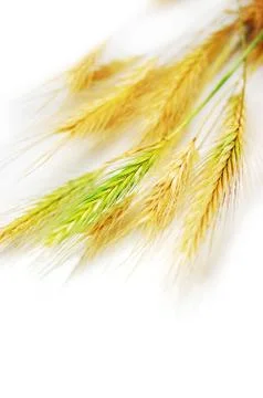 Wheat Stock Photos