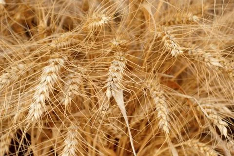 Wheat Stock Photos