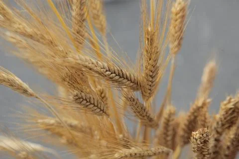 Wheat Stock Photos
