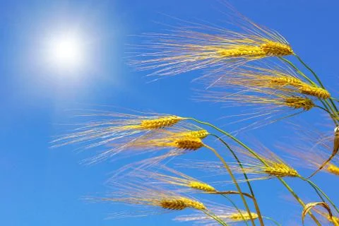 Wheat Stock Photos