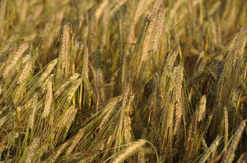 Wheat Foto stock