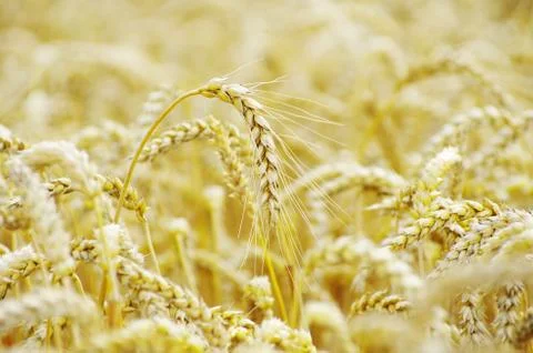 Wheat Foto stock