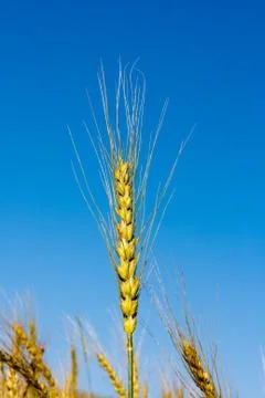 Wheat Stock Photos