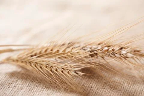 Wheat Stock Photos
