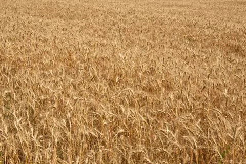 Wheat Stock Photos