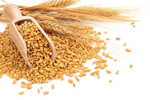 Wheat. Stock Photos