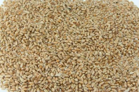 Wheat Stock Photos
