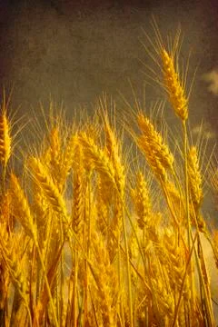 Wheat Stock Photos