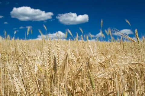 Wheat Stock Photos