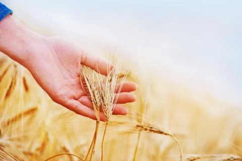 Wheat Stock Photos