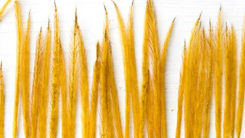 Wheat Stock Photos