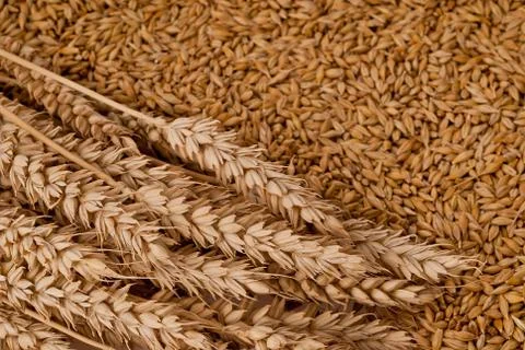 Wheat Stock Photos