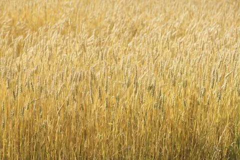 Wheat Stock Photos