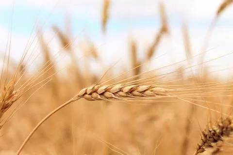 Wheat Stock Photos