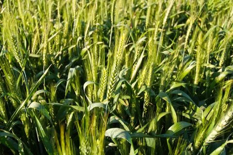Wheat . Stock Photos