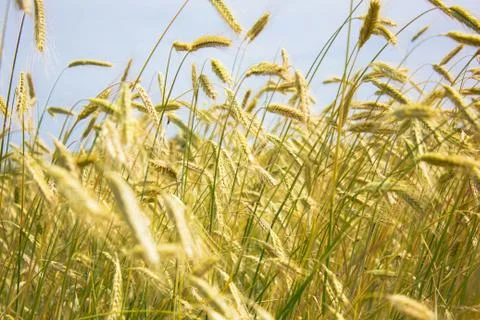 Wheat 스톡 사진