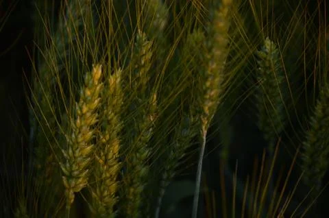 Wheat Stock Photos