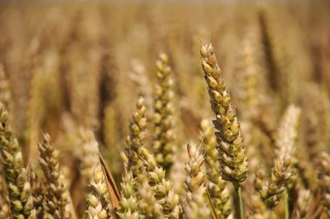 Wheat Stock Photos
