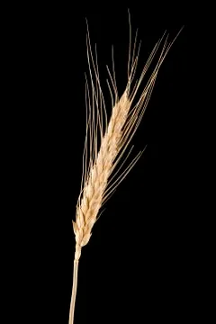 Wheat Stock Photos