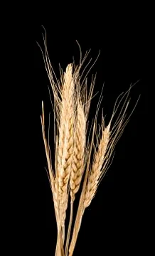 Wheat Stock Photos
