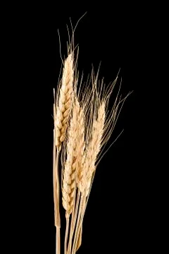 Wheat Stock Photos
