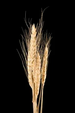 Wheat Stock Photos