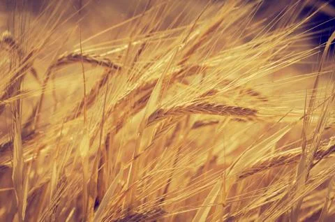 Wheat Stock Photos