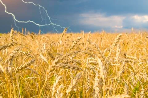 Wheat Stock Photos