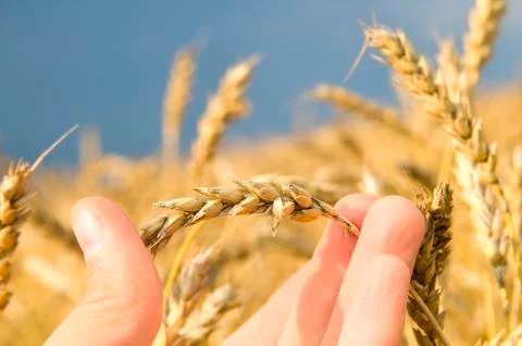 Wheat Stock Photos