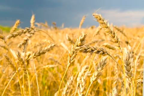 Wheat Stock Photos
