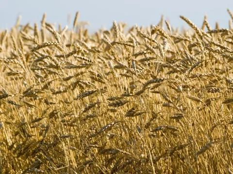 Wheat. Stock Photos