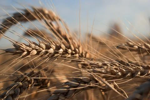Wheat 库存照片
