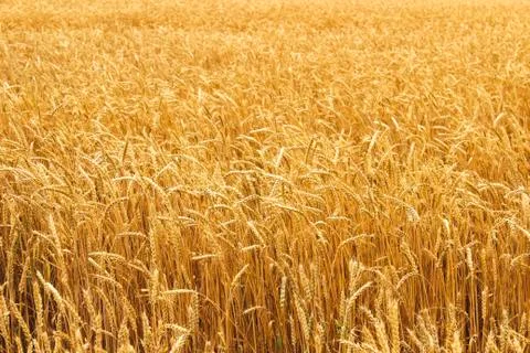 Wheat Stock Photos