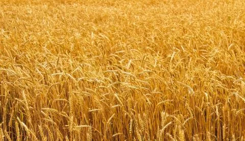 Wheat Stock Photos