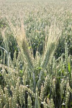 Wheat Stock Photos