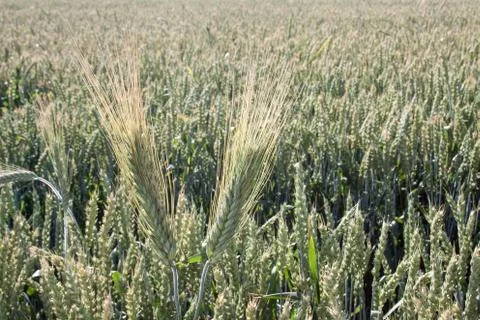 Wheat Stock Photos