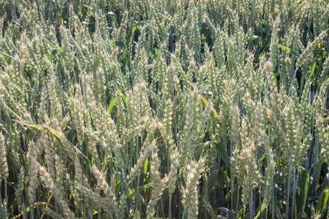 Wheat Stock Photos